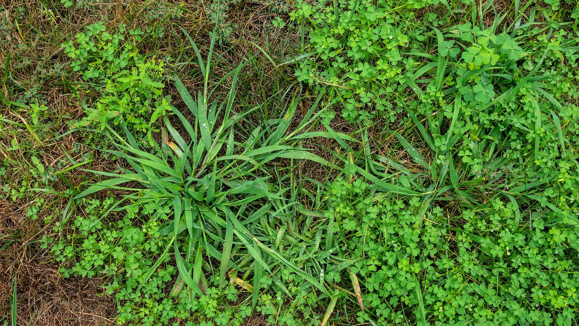 Common Lawn Weeds in Pennsylvania & How to Tackle Them