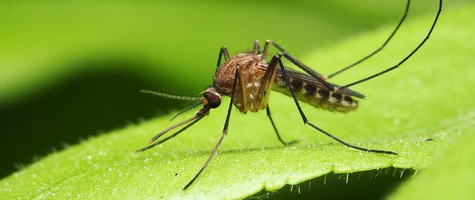 Mosquito on a leaf in Perkasie, PA.